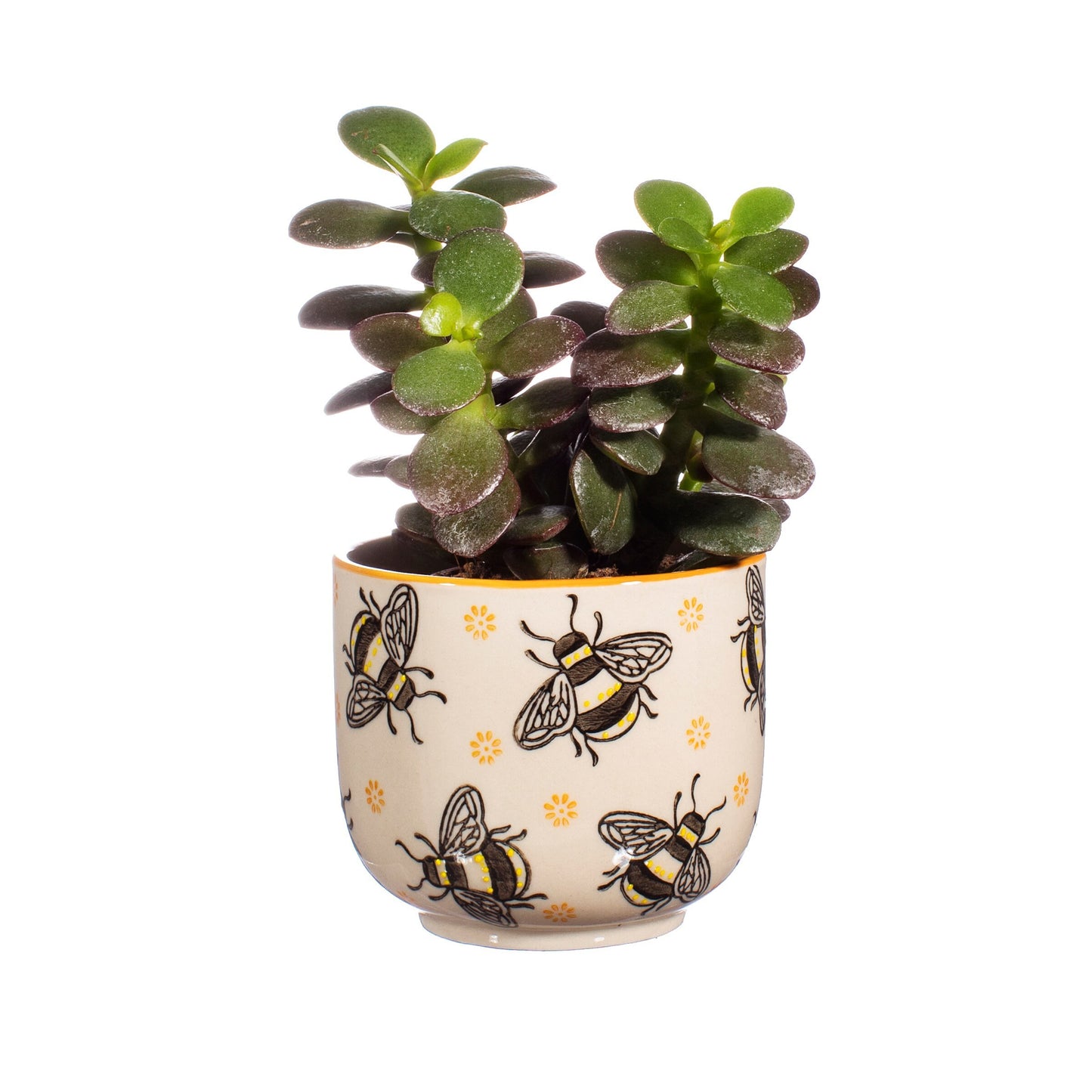 Busy Bee Mini Ceramic Planter With Choice of Plant