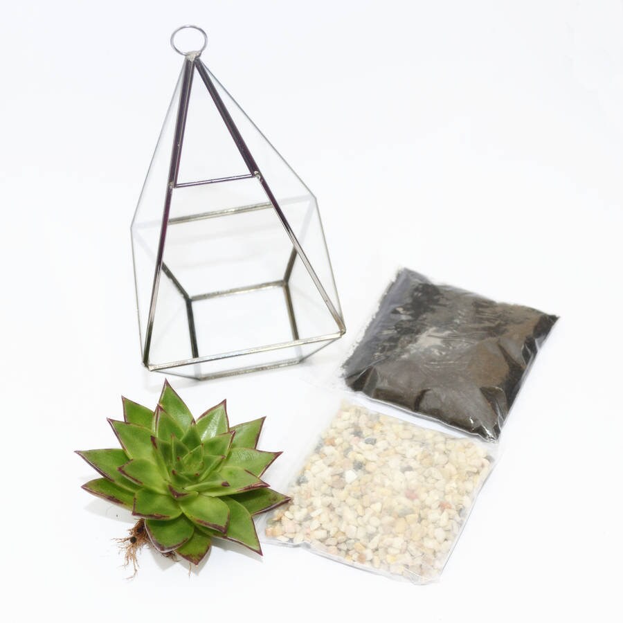 Geometric Glass Vase Large Succulent Terrarium Kit