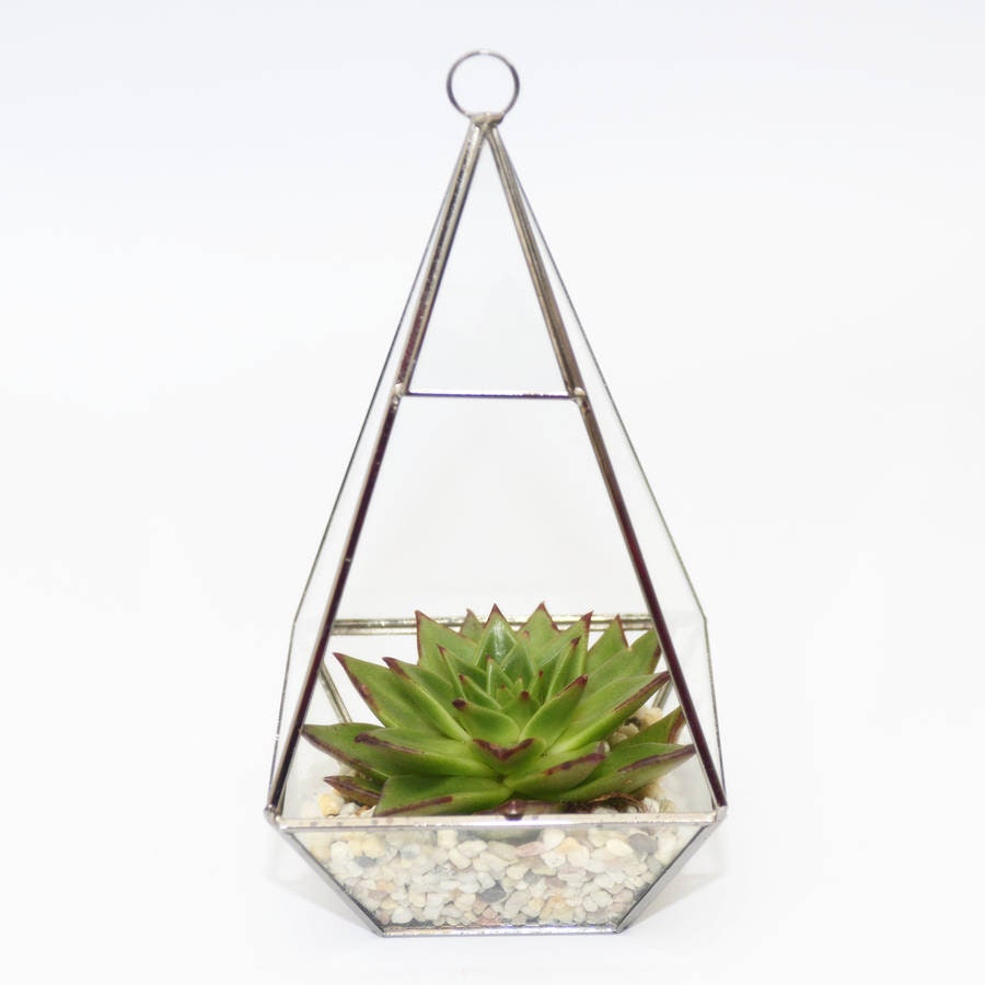 Geometric Glass Vase Large Succulent Terrarium Kit