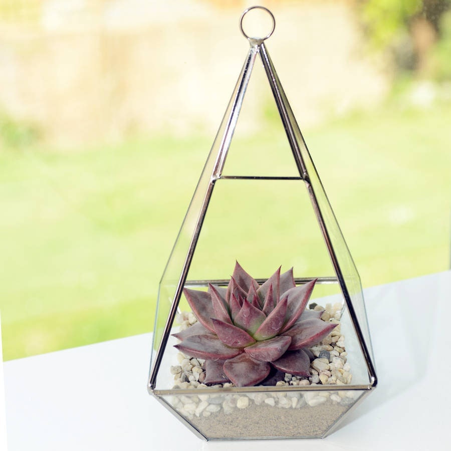 Geometric Glass Vase Large Succulent Terrarium Kit