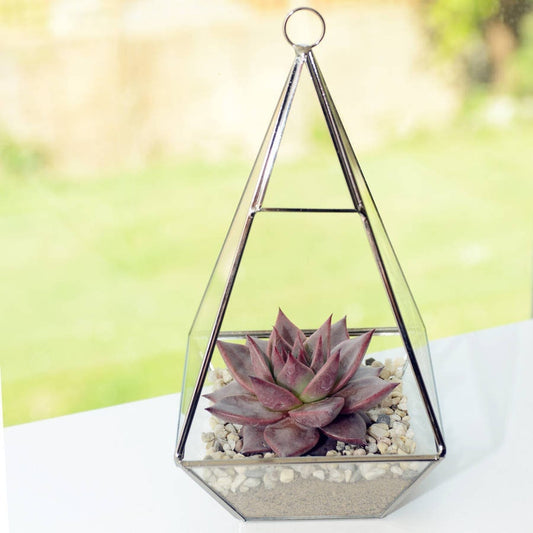 Geometric Glass Vase Large Succulent Terrarium Kit