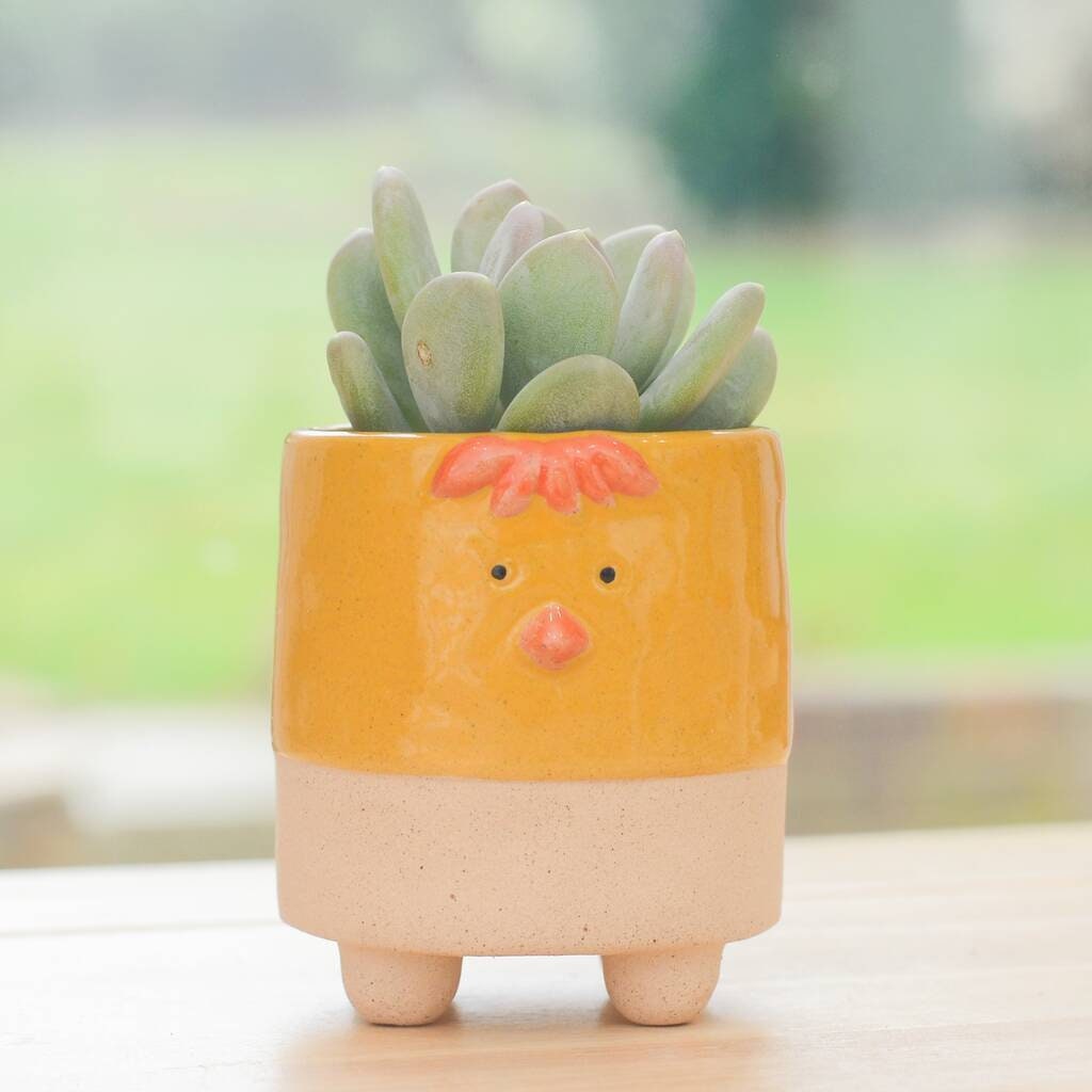 Yellow Chicken Chick Planter With Choice Of Plants