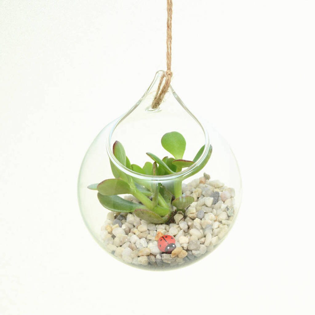 Hanging Glass Orb Money Plant Terrarium