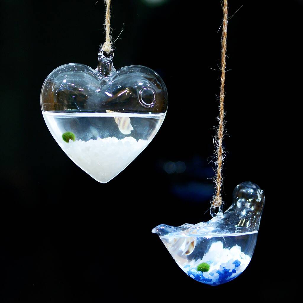 Hanging Glass Heart Vase Marimo Moss Ball