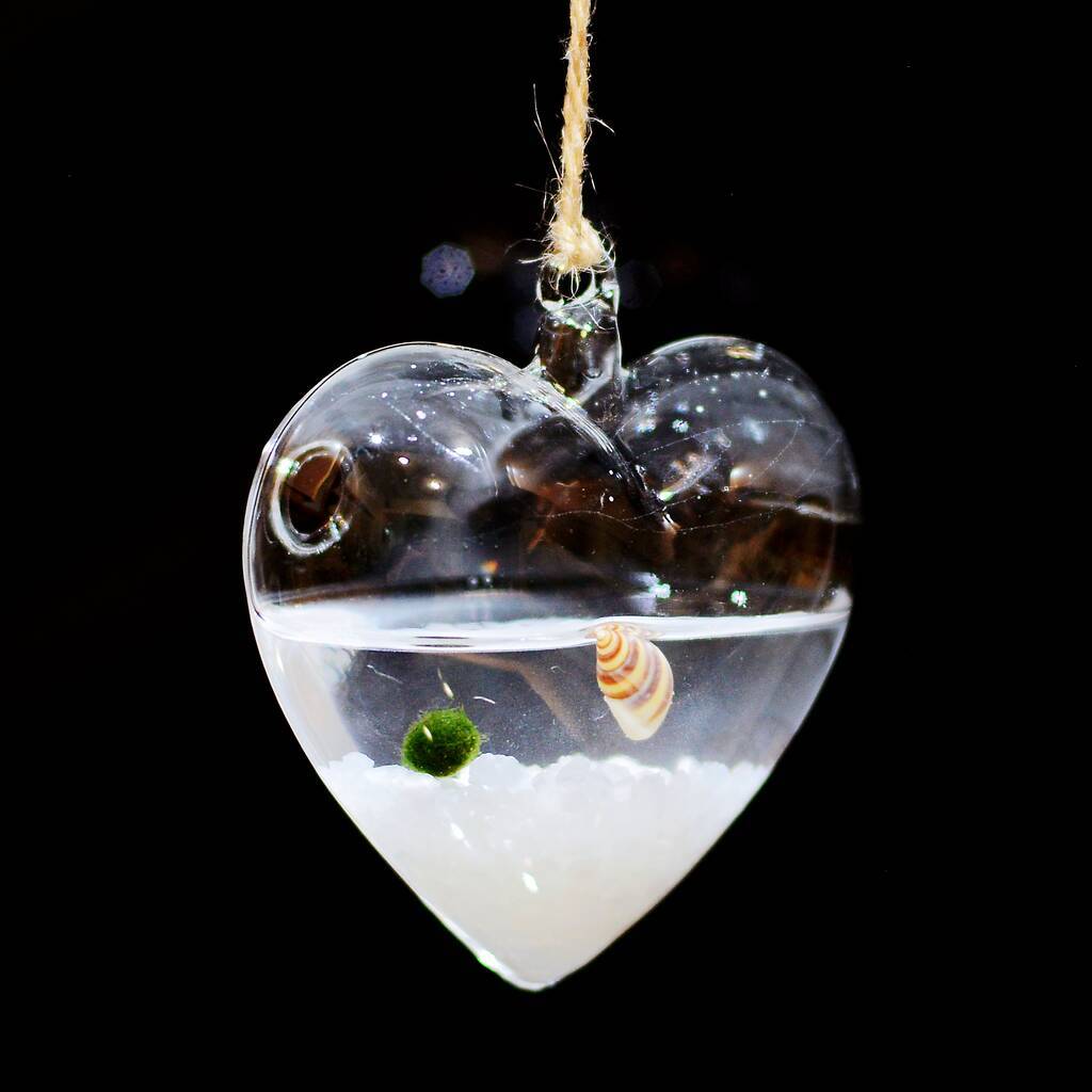 Hanging Glass Heart Vase Marimo Moss Ball