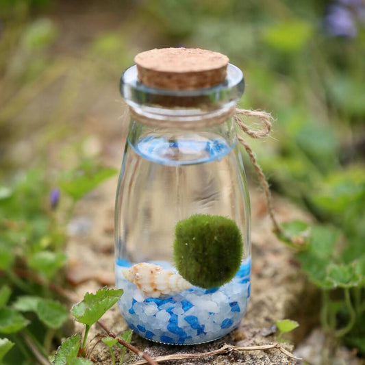 Marimo Moss Ball Terrarium In A Glass Milk Jar