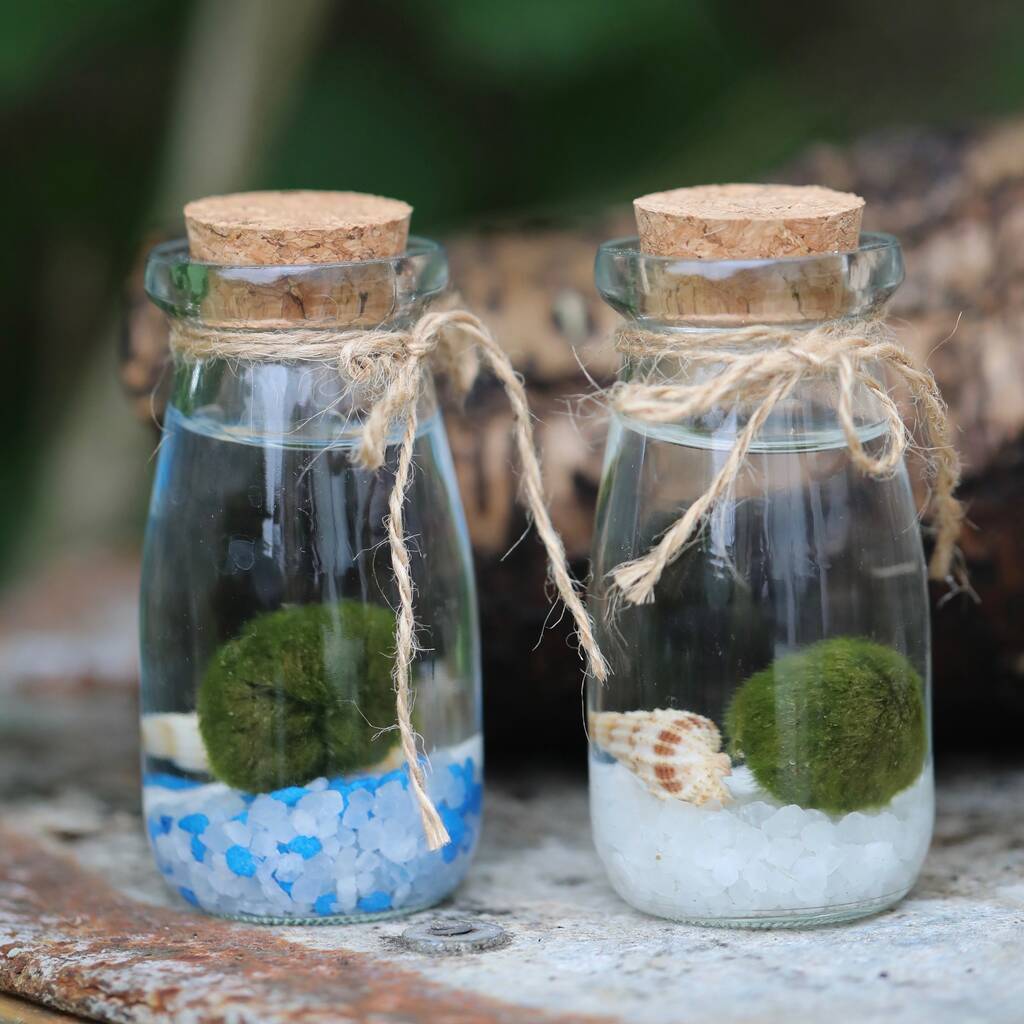 Marimo Moss Ball Terrarium In A Glass Milk Jar