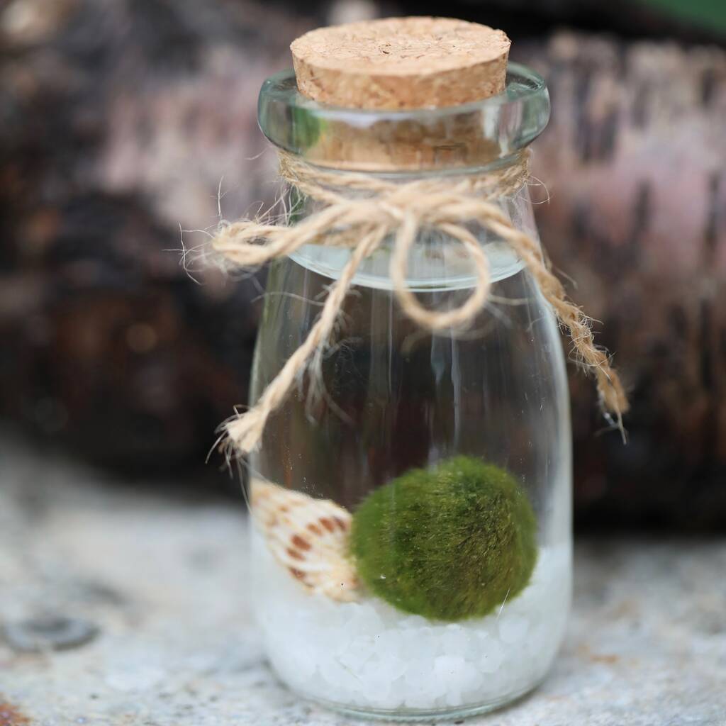 Marimo Moss Ball Terrarium In A Glass Milk Jar