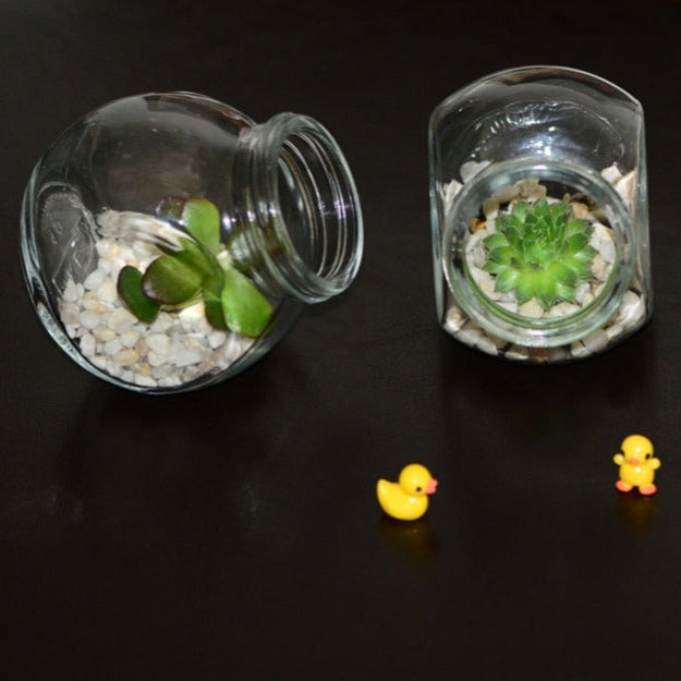 Three Little Terrariums -- succulent, money plant, air plant